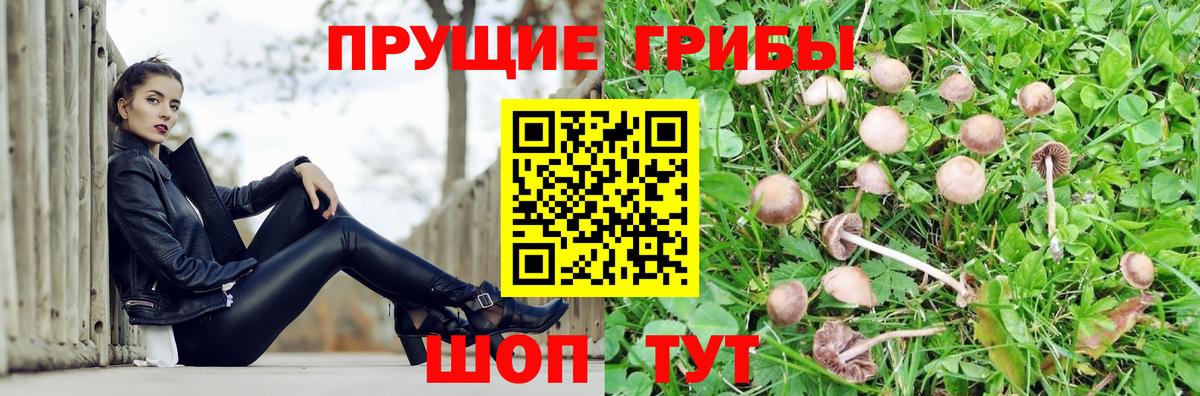Галлюциногенные грибы Psilocybe  Вход с VPN  Майский 